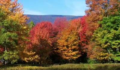 a forest of colorful trees in the fall at Slide Mountain Forest House in Oliverea