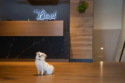 a dog sitting on the floor in front of the lobby at The Lloyd Stamford, Tapestry Collection by Hilton in Stamford