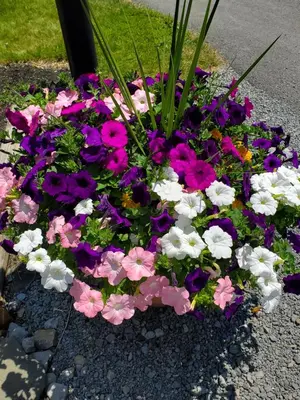 a flower pot filled with pink and purple flowers at Lake View Motel in Cooperstown