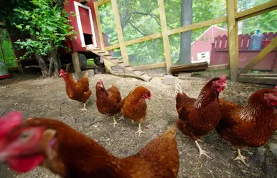 a group of chickens walking around in a pen at The Wilmington Inn in Wilmington