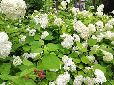 a bush of white flowers with green leaves at Higganum House B&B in Higganum
