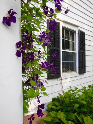 a building with purple flowers and a window at Millbrook Country House in Millbrook