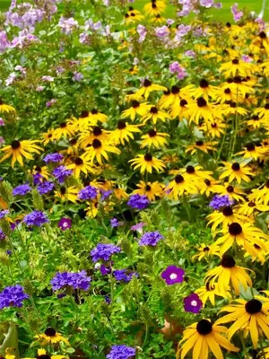 a field filled with lots of yellow and purple flowers at Millbrook Country House in Millbrook