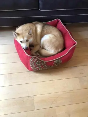 a dog laying in a red bed on the floor at Roscoe Retreat in Roscoe