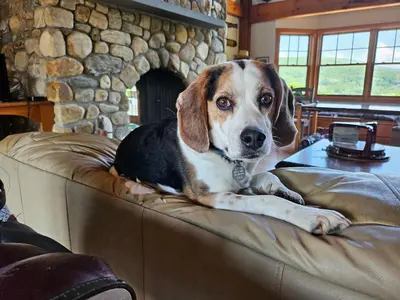 a dog laying on the back of a couch at Clover Hill Farm & Country Inn in Williamstown