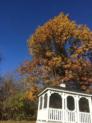 a white house with a tree on top of it at Harwood Hill Motel in Bennington