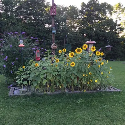 a garden filled with sunflowers in a yard at Coolis Apartment in Richfield Springs