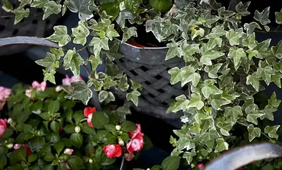 a potted plant sitting on top of a bench at Morgan State House Inn in Albany