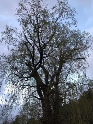 a large tree standing in the middle of a field at Romantic, Magical Cottage in Catskills nr Woodstock in Willow