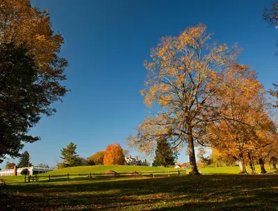 a tree in the middle of a field with trees at Eastover Estate and Eco Village in Lenox