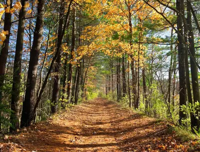 a tree lined dirt road in the fall at Eastover Estate and Eco Village in Lenox