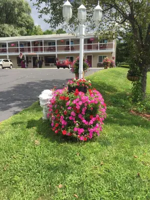 a bush of pink flowers in front of a street light at Cozy Corner Motel in Williamstown