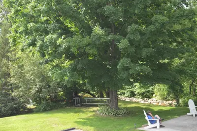 a woman sitting on a bench under a tree at Cozy Corner Motel in Williamstown