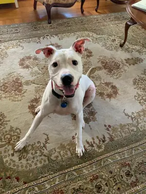 a white dog is sitting on a rug at Grand Colonial Bed and Breakfast in Herkimer
