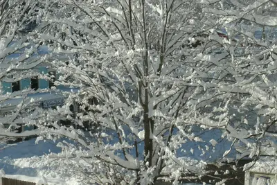 a tree covered in snow in front of a building at Townhouse W Private Deck & Mt View in Windham