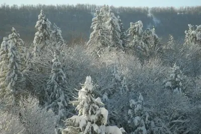 a group of pine trees covered in snow at Townhouse W Private Deck & Mt View in Windham