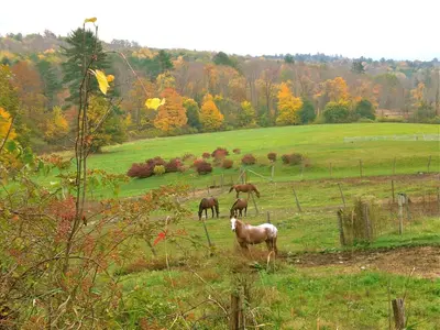 a group of horses grazing in a field at Whistler's Inn in Lenox