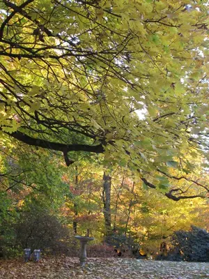 a tree with autumn leaves on it in a park at Whistler's Inn in Lenox