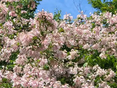 a tree with pink flowers on it at Antique Rose Inn Windham in Windham