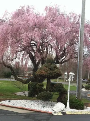 a tree with pink flowers on it with a street light at Cheshire Welcome Inn in Cheshire