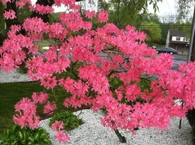 a bunch of pink flowers in a garden at Cheshire Welcome Inn in Cheshire