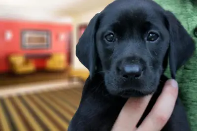 a person holding a black labrador retriever dog at Extended Stay America Suites - Hartford - Farmington in Farmington