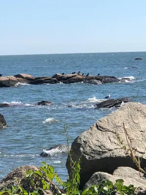 a group of birds sitting on rocks in the water at Cozy Garden Apartment Along the Shoreline in Guilford