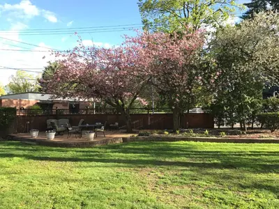 a yard with a tree with pink flowers at Batcheller Mansion Inn in Saratoga Springs