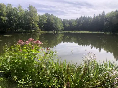 a lake with a bunch of flowers and trees at Mill Pond Inn in Jefferson