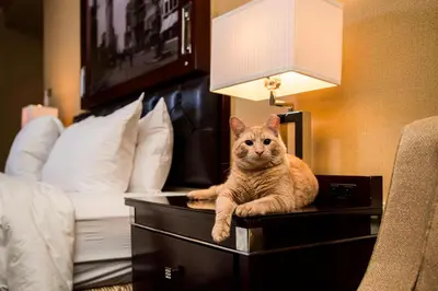 a cat sitting on a dresser next to a bed at The Algonquin Hotel Times Square, Autograph Collection in New York