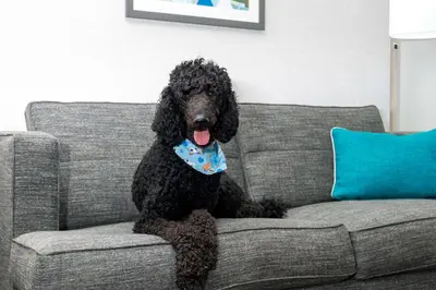 a black dog sitting on a couch with a bow tie at Hampton Inn Hartford Airport in Windsor Locks
