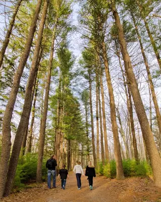 a group of people walking down a forest trail at Skytop Lodge in Skytop