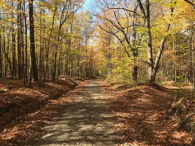 a dirt road in the middle of a forest at Hidden Lakefront Retreat in Sherburne