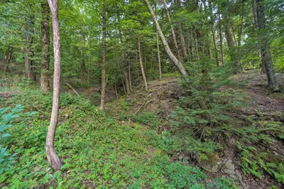 a forest filled with trees and green plants at Cozy Stockbridge Cabin - Walk to Beach and Lake! in Stockbridge