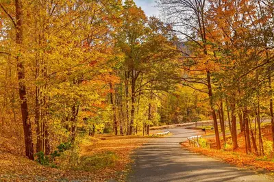 a road in the middle of a forest filled with trees at The Mountain House Windham Retreat with Hot Tub! in Windham