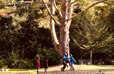 a group of people walking around a tree at Arcady Mountain Motor Lodge in Sunderland