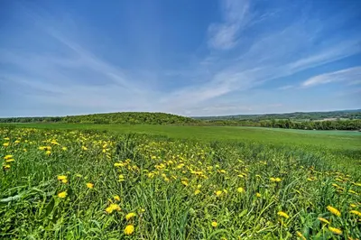 a field of yellow flowers in a green field at Country Escape with Sauna, 10 Mi to Cooperstown in Richfield Springs
