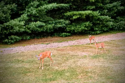 two deer standing in a field of grass at 2 Lake Cabins Poolhottub Game Room & Courts in Highland Lake