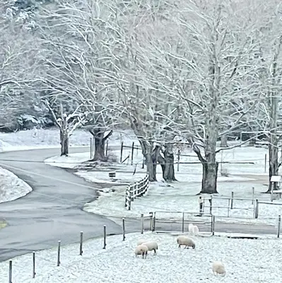 a group of sheep grazing in a snow covered field at The Blue House On The Hill Catskills—Views in Claryville