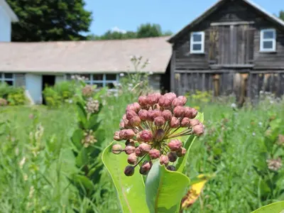 a pink flower in a field with a house in the background at Saratoga Farmstead B&B in Saratoga Springs