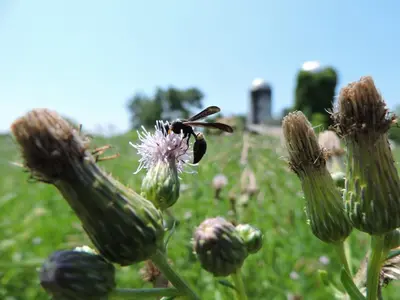 a bee on a flower in a field at Saratoga Farmstead B&B in Saratoga Springs