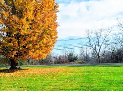 a tree in a field with leaves on the grass at Starlight Inn in Bennington