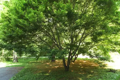 a tree in the middle of a grass field at The Cottage in Stockbridge