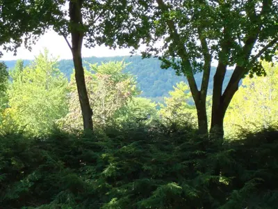 a group of trees in the middle of a field at The Cottage in Stockbridge