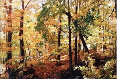 a painting of a forest of trees with autumn leaves at The Cottage in Stockbridge