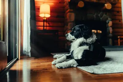 a dog laying on the floor next to a fireplace at Hotel Vienna in Windham