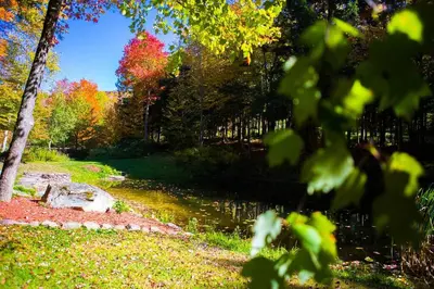 a river in the middle of a park with trees at Birch Creek Lodge in Pine Hill