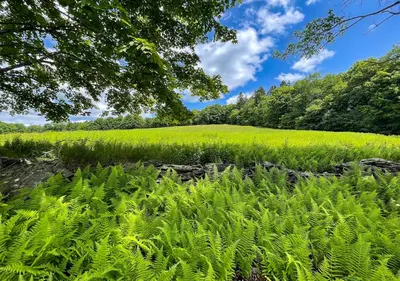 a field of green plants in front of a tree at Mountain Brook Cabin in Bovina Center