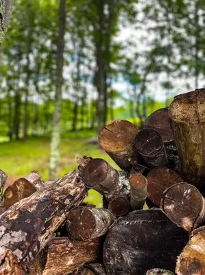 a pile of logs in a forest with trees at Mountain Brook Cabin in Bovina Center