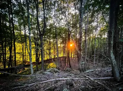 a forest with the sun shining through the trees at Mountain Brook Cabin in Bovina Center